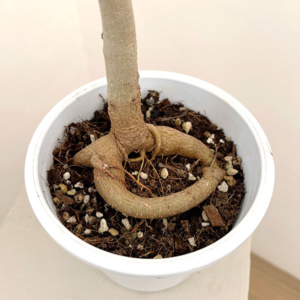 フィカス：ベンガレンシス（根上仕立て）　5号鉢植え**