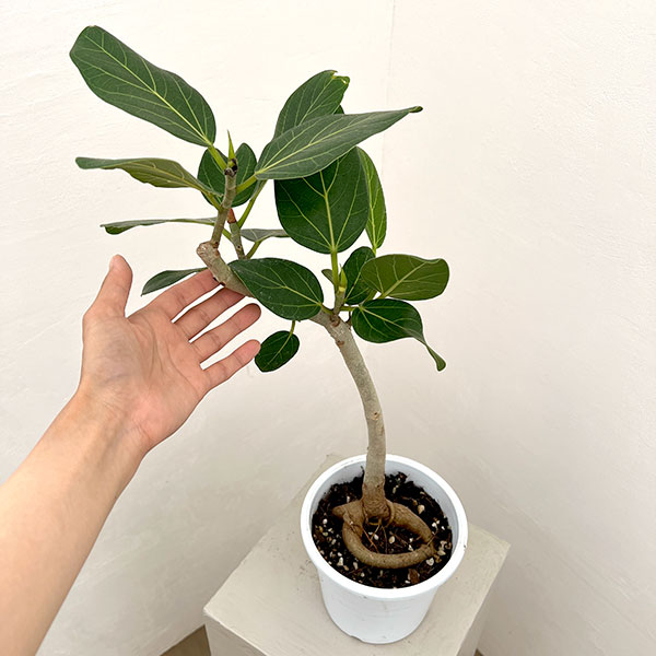 フィカス：ベンガレンシス（根上仕立て）　5号鉢植え**