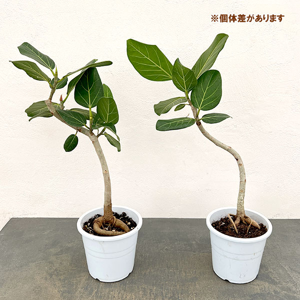 フィカス：ベンガレンシス（根上仕立て）　5号鉢植え**