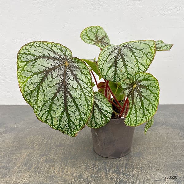 ベゴニア:U309 4号鉢植え
