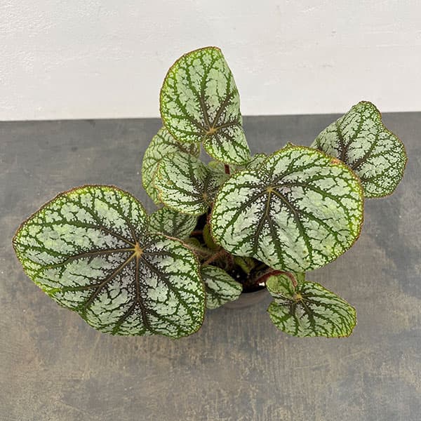 ベゴニア:U309 4号鉢植え