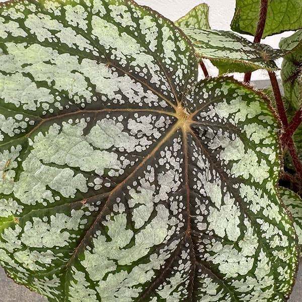 ベゴニア:U309 4号鉢植え
