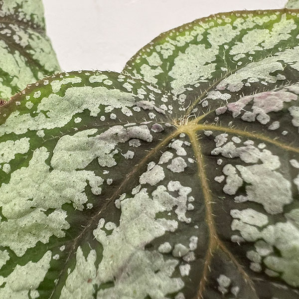 ベゴニア:U309 4号鉢植え