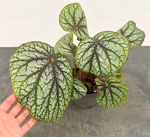 ベゴニア:U309 4号鉢植え