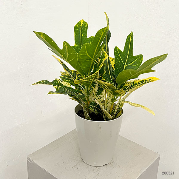 クロトン:sp.(イエローホコ葉系) 4号鉢植え
