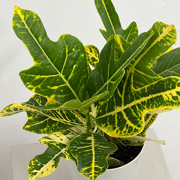 クロトン:sp.(イエローホコ葉系) 4号鉢植え