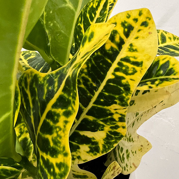 クロトン:sp.(イエローホコ葉系) 4号鉢植え