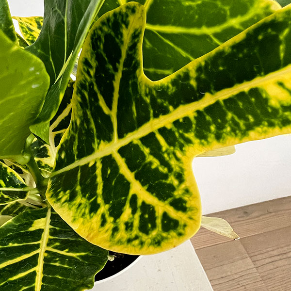 クロトン:sp.(イエローホコ葉系) 4号鉢植え