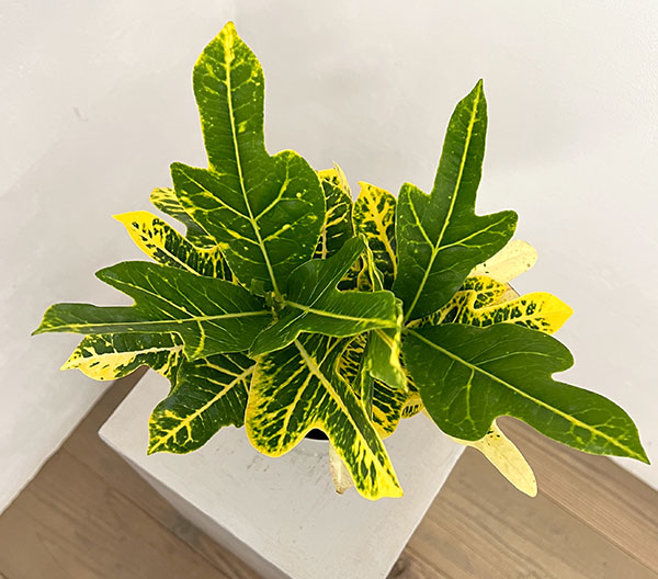 クロトン:sp.(イエローホコ葉系) 4号鉢植え