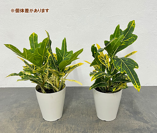 クロトン:sp.(イエローホコ葉系) 4号鉢植え
