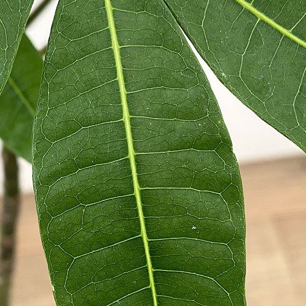 パキラ：グラブラ （実生株）　6号鉢植え26-02