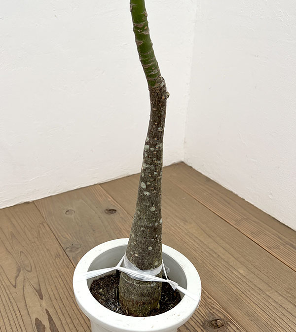 パキラ：グラブラ （実生株）　6号鉢植え26-02