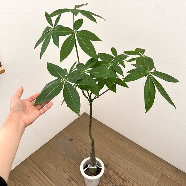 パキラ：グラブラ （実生株）　6号鉢植え26-02