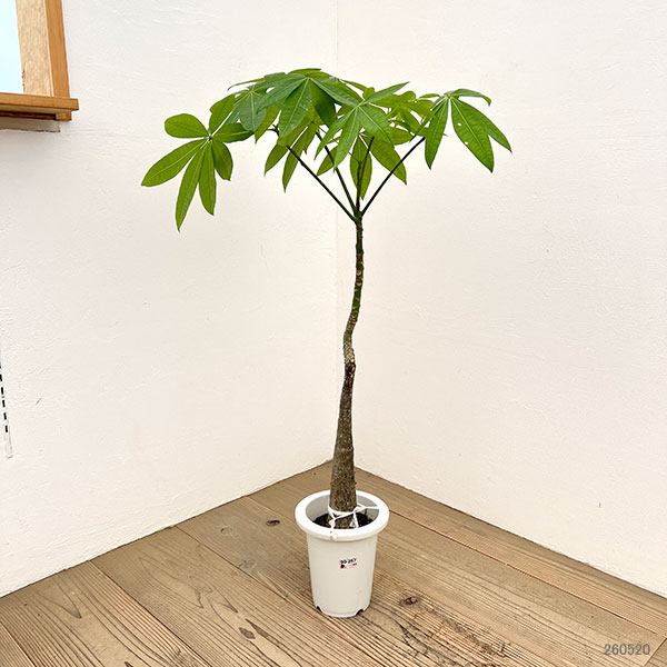 パキラ:グラブラ (実生株) 6号鉢植え26-03