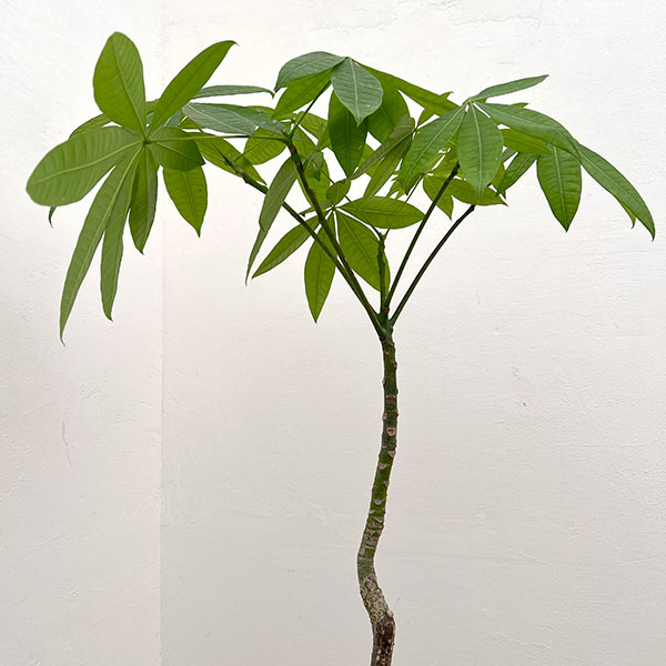 パキラ:グラブラ (実生株) 6号鉢植え26-03