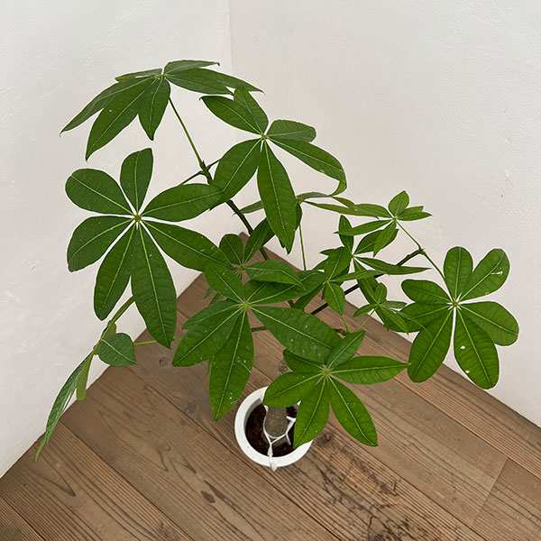 パキラ:グラブラ (実生株) 6号鉢植え26-03