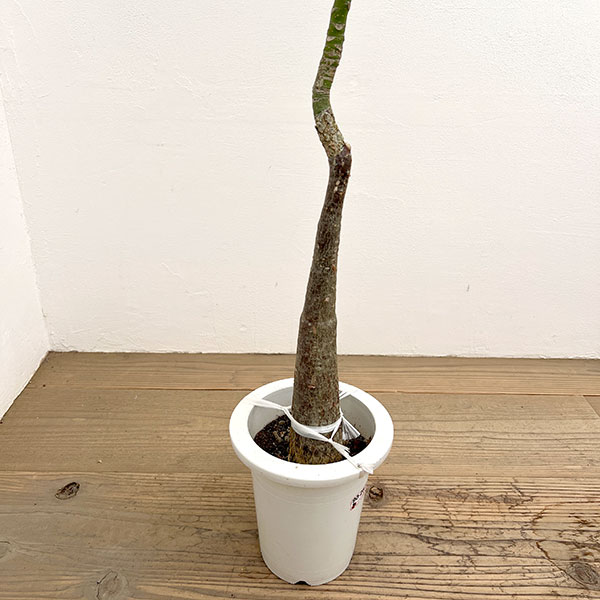 パキラ:グラブラ (実生株) 6号鉢植え26-03