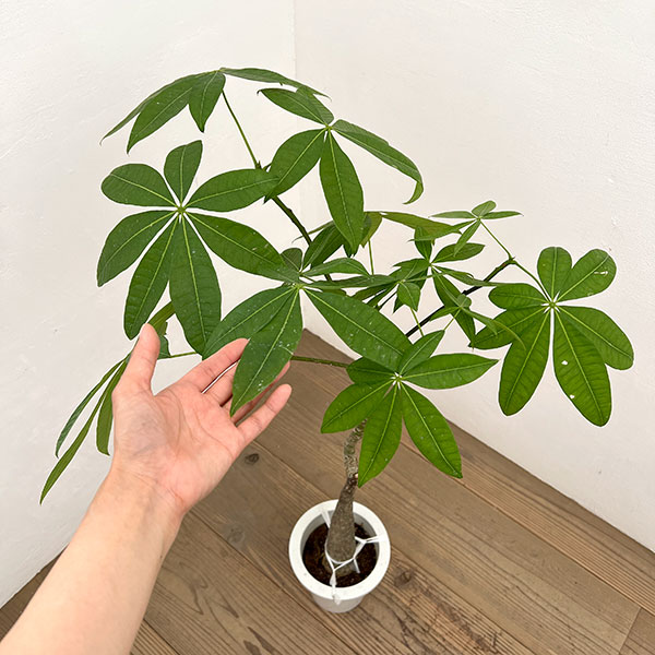 パキラ:グラブラ (実生株) 6号鉢植え26-03