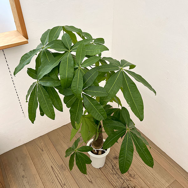 パキラ：グラブラ （実生株）　6号鉢植え26-04