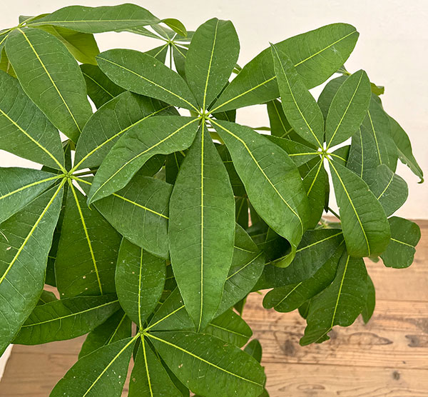 パキラ：グラブラ （実生株）　6号鉢植え26-04