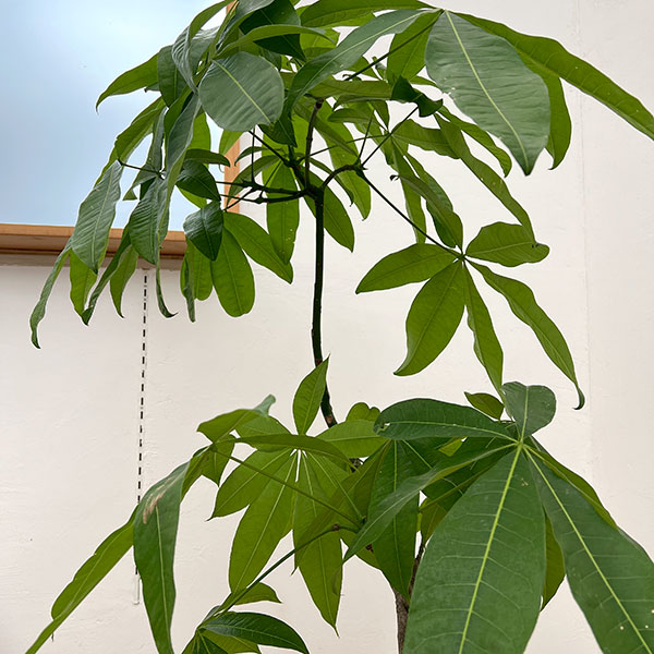 パキラ：グラブラ （実生株）　6号鉢植え26-04