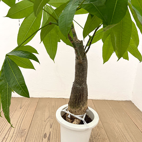パキラ：グラブラ （実生株）　6号鉢植え26-04