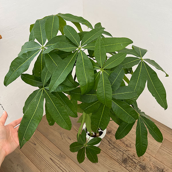 パキラ：グラブラ （実生株）　6号鉢植え26-04