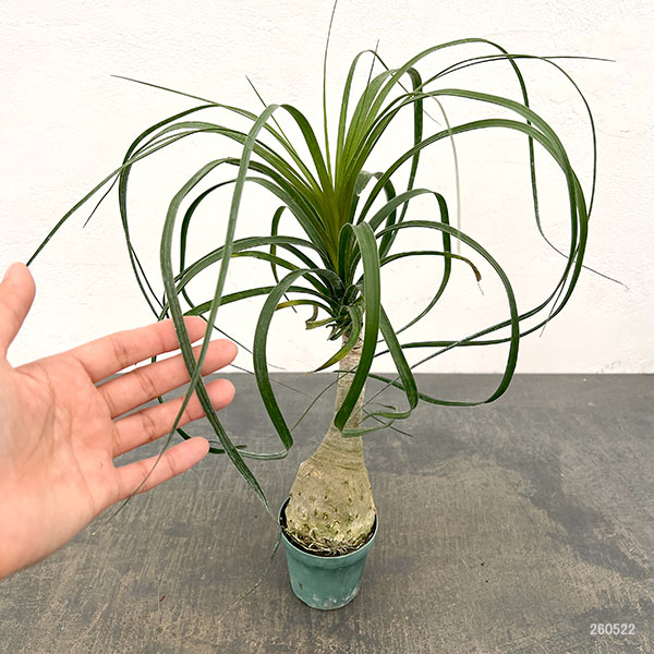 トックリラン（ノリナ）　3号鉢植え*