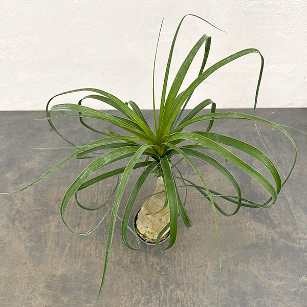 トックリラン（ノリナ）　3号鉢植え*