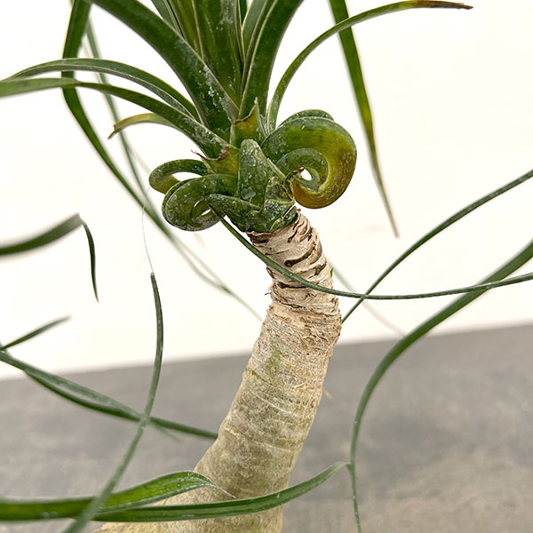 トックリラン（ノリナ）　3号鉢植え*