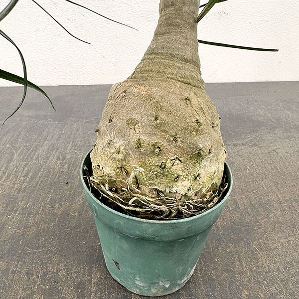 トックリラン（ノリナ）　3号鉢植え*