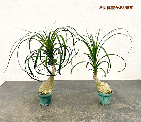 トックリラン（ノリナ）　3号鉢植え*