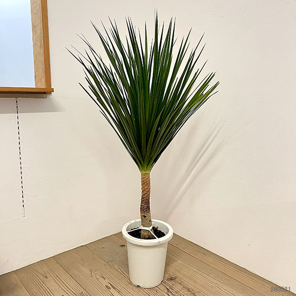 ドラセナ：カンボジアーナ　8号鉢植え26-01