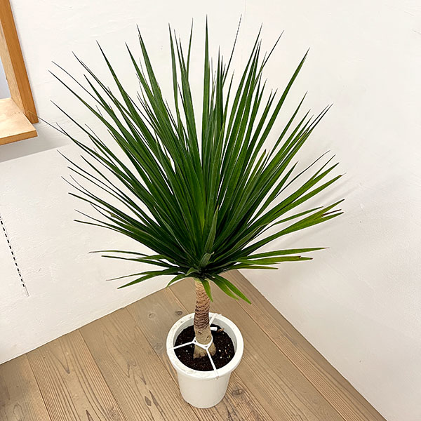 ドラセナ：カンボジアーナ　8号鉢植え26-01