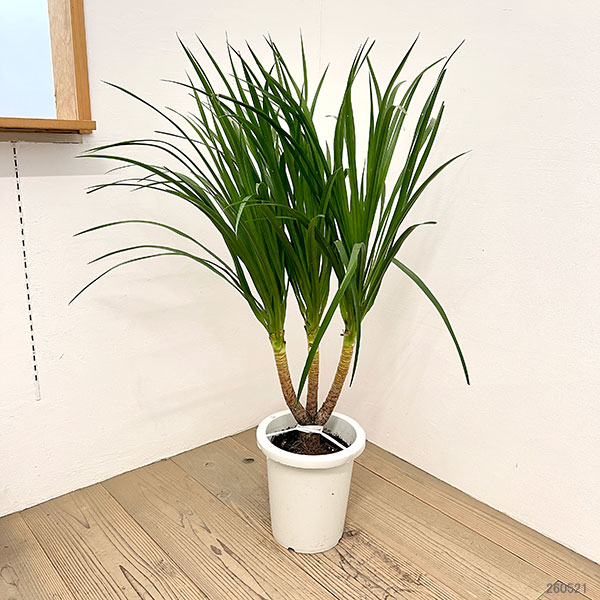 ドラセナ:カンボジアーナ 8号鉢植え26-02