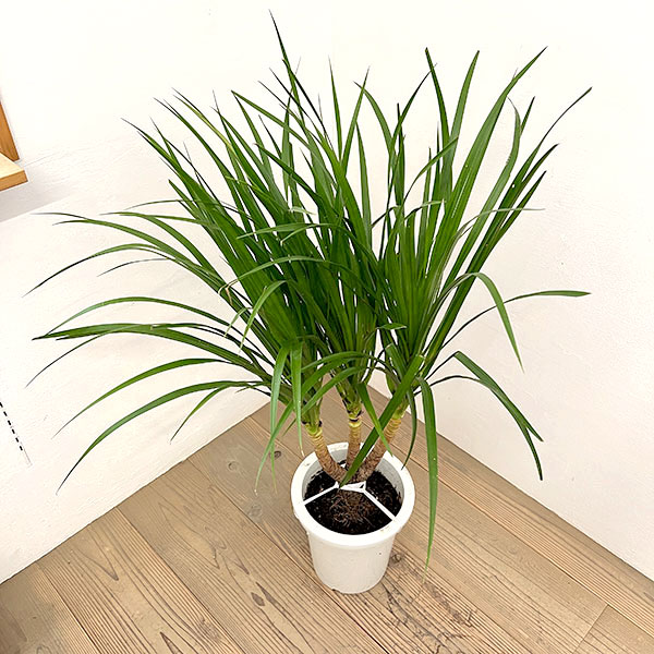 ドラセナ:カンボジアーナ 8号鉢植え26-02