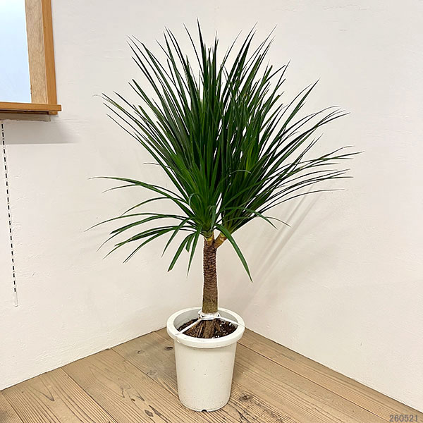 ドラセナ:カンボジアーナ 8号鉢植え26-03