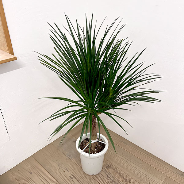 ドラセナ:カンボジアーナ 8号鉢植え26-03