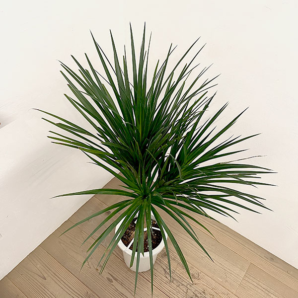 ドラセナ:カンボジアーナ 8号鉢植え26-03