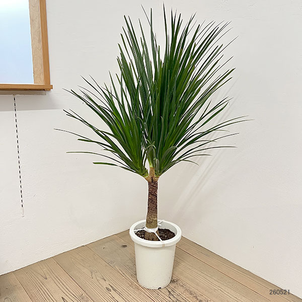 ドラセナ:カンボジアーナ 8号鉢植え26-04
