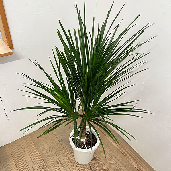 ドラセナ:カンボジアーナ 8号鉢植え26-04
