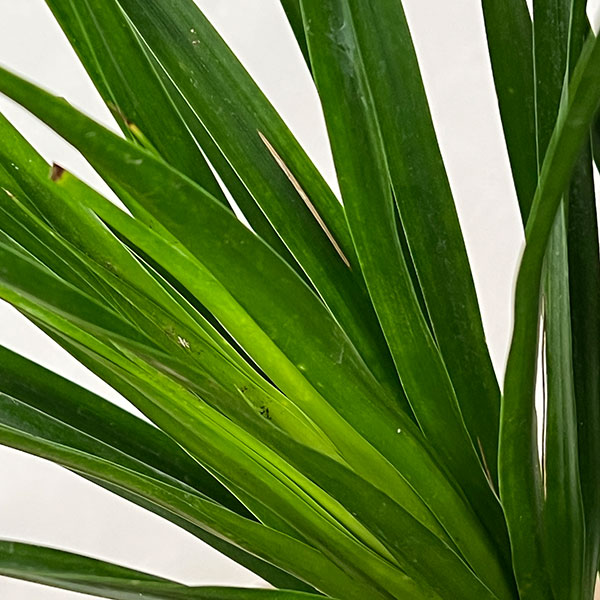 ドラセナ:カンボジアーナ 8号鉢植え26-04