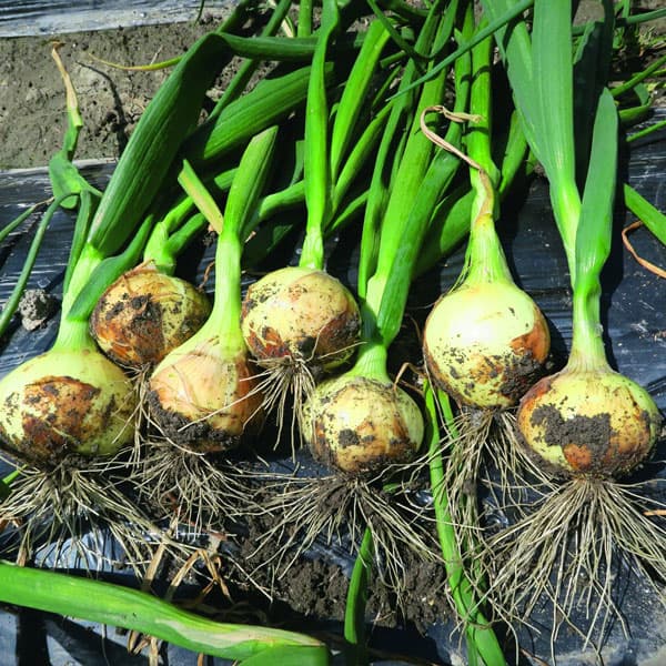 [26年10月中下旬予約]タマネギ：本気野菜（R）極早生　スイート苗3号ポット