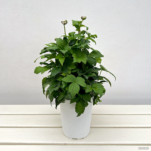 シュウメイギク(秋明菊):赤花八重4号鉢植え