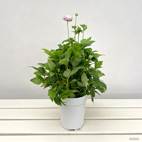 シュウメイギク(秋明菊):桃花八重4号鉢植え
