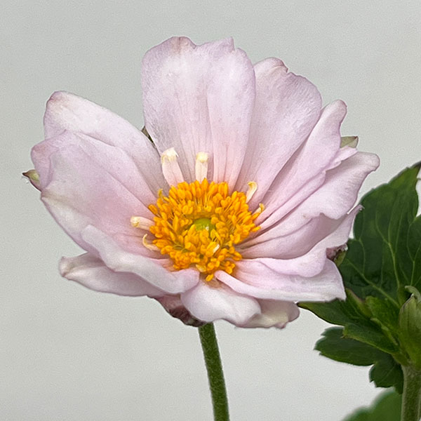 シュウメイギク(秋明菊):桃花八重4号鉢植え