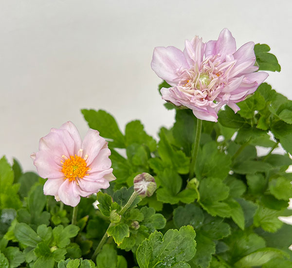 シュウメイギク(秋明菊):桃花八重4号鉢植え
