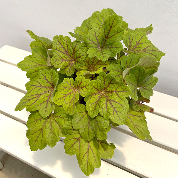 ヒューケラ:エレクトラ5号鉢植え