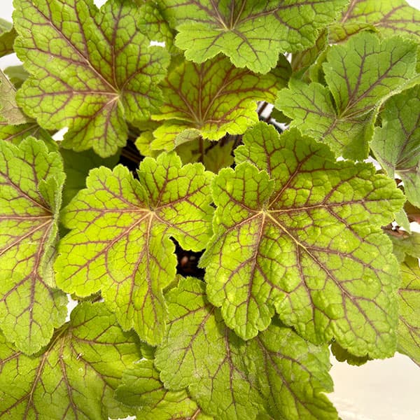 ヒューケラ:エレクトラ5号鉢植え