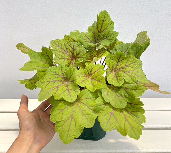 ヒューケラ:エレクトラ5号鉢植え